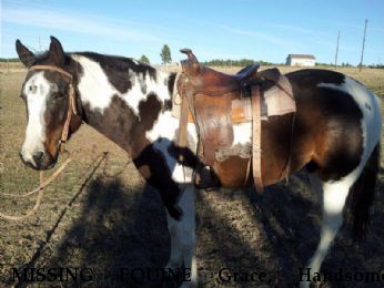 MISSING EQUINE Grace, Handsome, Cheyenne, Near colorado springs, CO, 80908